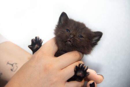 Little black kitten on a white background. Home pet. Kitten 3 weeks. Kid.の写真素材