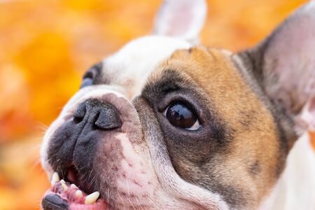 French bulldog in autumn leaves. Smile dog. Dog in overalls for a walk in the park. A little dog. Light colorの写真素材