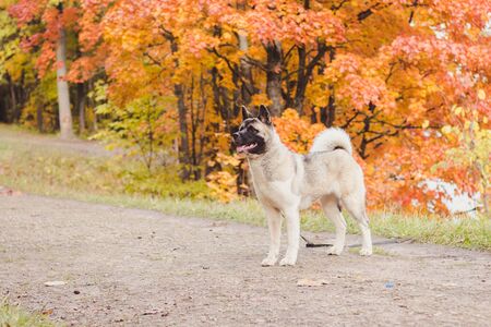 Akita breed dog on a walk in the autumn park. Beautiful fluffy dog. American Akita. Dog for a walkの写真素材