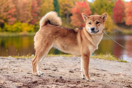 Shiba dog on a walk in the autumn park. Beautiful fluffy dog. . Dog for a walkの写真素材