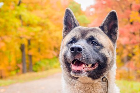 Akita breed dog on a walk in the autumn park. Beautiful fluffy dog. American Akita. Dog for a walkの写真素材