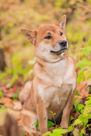 Shiba dog on a walk in the autumn park. Beautiful fluffy dog. . Dog for a walkの写真素材