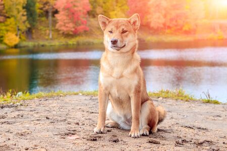 Shiba dog on a walk in the autumn park. Beautiful fluffy dog. . Dog for a walkの写真素材