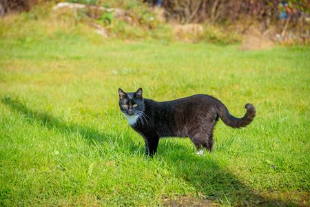 Cat walks on the grass . Nursling. Green grass. Yard cat.の写真素材