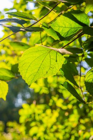 Branch with a green leaf Bush . Green plant. Photosynthesis. nature.