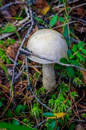 Edible mushroom grows in the forest . Nature. Spore-like plants. The plants of the forest. Meal. Fruits of the forestの写真素材