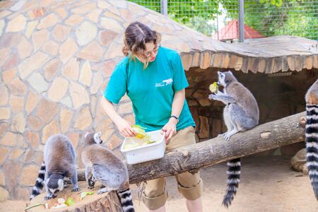 Feeding lemurs in the zoo. Lemurs in the zoo. Mammal. Animal in captivity . Animal in the zoo. Russia, Saint Petersburg 20 August 2019のeditorial素材