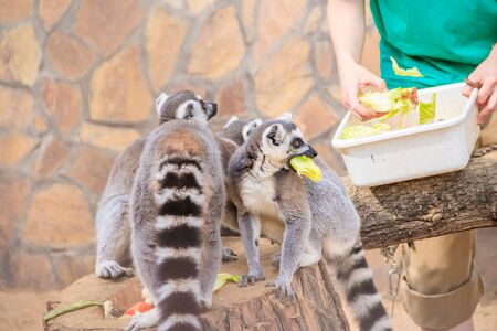 Feeding lemurs in the zoo. Lemurs in the zoo. Mammal. Animal in captivity . Animal in the zoo. Russia, Saint Petersburg 20 August 2019のeditorial素材
