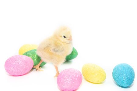 Chicken and Easter eggs on white background. Painted eggs. Religious holiday. Easter. Yellow chickenの写真素材
