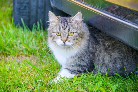 Domestic cat on a walk in the yard . A pet. Cat. Cat on a walk. Mammal. Animal hair. Summerの写真素材