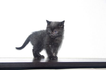 Little black kitten on whiteの写真素材