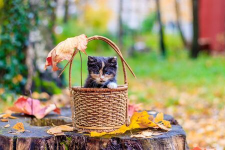 kitten sitting in the basket. kitten on a walk in autumn. pet. tricolor catの写真素材