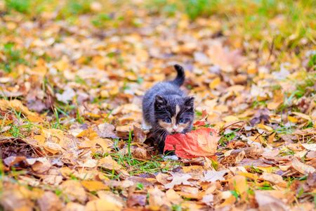 a small kitten on the path with leaves. kitten on a walk in autumn. pet. tricolor catの写真素材