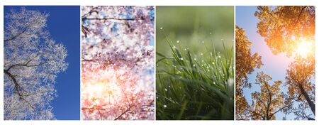 Four nature Seasons in one collageの写真素材