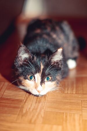 Little three-colored cat lying on the floor.の写真素材
