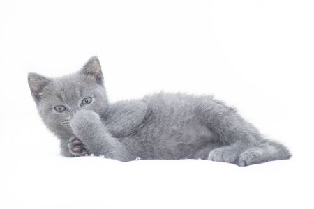 A grey kitten lies on a white background. Cute kitten. British cat. Cover for an album or notebook. Relax .の写真素材