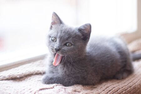 A British kitten is lying on the windowsill. Cute kitten. Magazine cover. Pet. Grey kitten. Rest. Kitten at the window.の写真素材