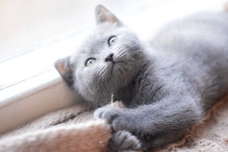 A British kitten is lying on the windowsill. Cute kitten. Magazine cover. Pet. Grey kitten. Rest. Kitten at the window.の写真素材