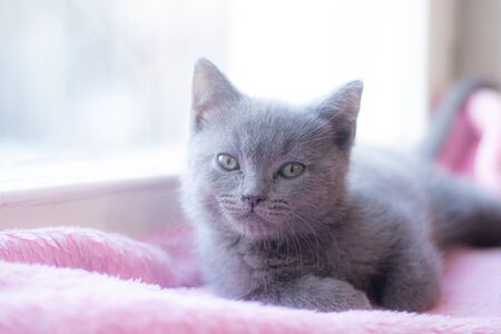 A British kitten is lying on the windowsill. Cute kitten. Magazine cover. Pet. Grey kitten. Rest. Kitten at the window.の写真素材