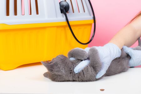 Cat at the reception of a veterinarian.の写真素材