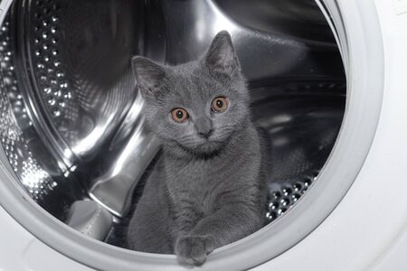 Cat in the washing machine . Washing machine. Pet. Drum machines . British kitten. Funny  Laundryの写真素材