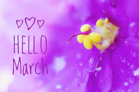 Banner Hello March with flowers.の写真素材