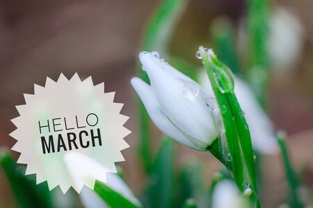 Banner Hello March with flowers.