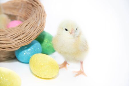 Chicken in a basket and Easter eggs