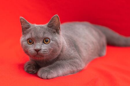 Grey smoky fluffy cat breed British looks at the camera on a redの写真素材