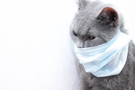 Grey cat in a medical mask