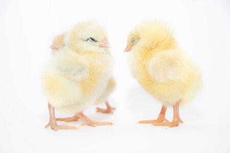 Chickens on a white background. Poultry. Isolated background. Article about avian flu. Article about domestic birds . The concept of Studio photography for articles and advertising on domestic birds and caring for them.の写真素材