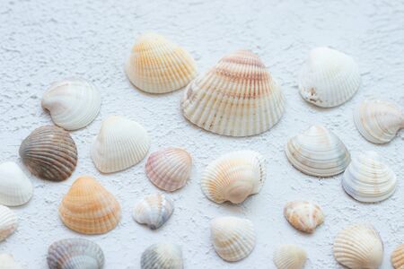 Shells on a light background . Article about vacation. Light background. Sea shells lie on a light backgroundの写真素材