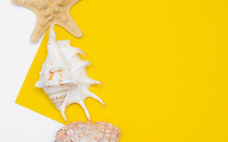 Seashell layout a yellow