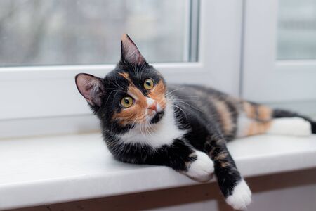 Beautiful colored cat sitting on a windowsill and looking to the window. Article about Pets. Article about animal classes . cat tri-colorの写真素材
