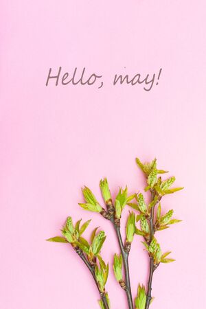 Hello, may May banner with place for text. Layout Branch of a bush. Natural Young green leaves on bloom. New month. Springの写真素材