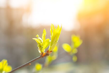 Young twig of the bush. Plants and flowers. An article about blooming leaves. Article about seedlings. Spring. Young leaf on a branch with place for text.の写真素材