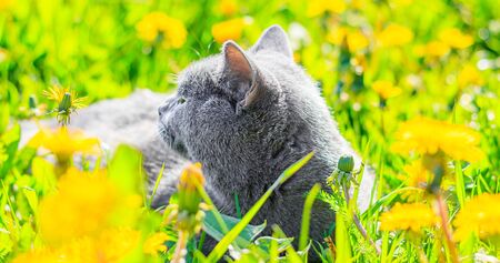 A gray cat is sitting in dandelions. Cat in the flowers. A beautiful photo on the cover of a notebook, album, puzzle. Bright photo of a cat. cat of the British breed. Yellow flowers . Pet for a walk. Fear of going out to the petの写真素材