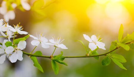Beautiful branch of a blossoming cherry. Floral background. Spring flowers. Pistils and stamens. An article about flowering garden trees.の写真素材