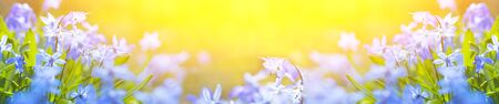 Muscari spring banner with light and place for text. Long flower banner. Beautiful blue flowers....
