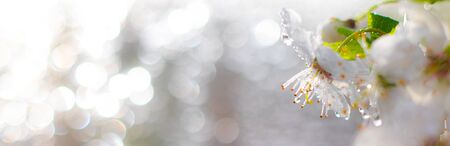 Beautiful branch of a blossoming cherry. Floral background. Spring flowers. Pistils and stamens. An article about flowering garden trees.の写真素材