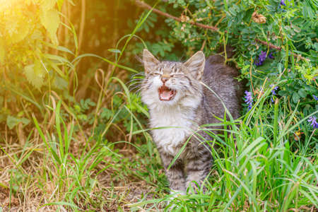 The tabby cat is lying in the grass. House cat on a walk. Beautiful cat for the cover. The range of the animal. Gray tabby The cat meowsの写真素材