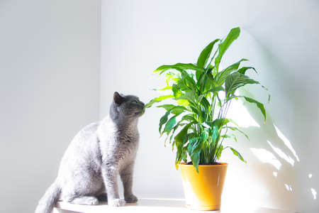 a cat sniffs a home flower. cat and flower. article about dangerous flowers for animals. Spathiphyllum. flower in a yellow potの写真素材