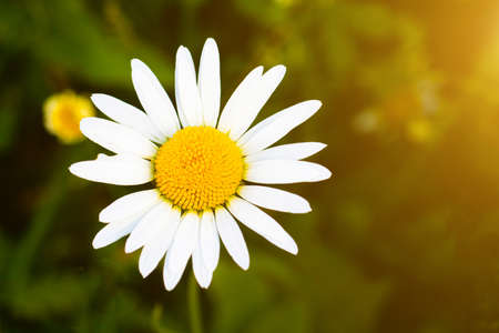Chamomile on a blurred background with light. Wild flower. Copy space. Medicinal flower. Daisies in the field. Likes not likes. Beautiful white flower.の写真素材