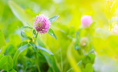 Clover copy space. Wild flower. Summer glades. Beautiful wildflowers with space for text. Light on the photo. Hello summerの写真素材