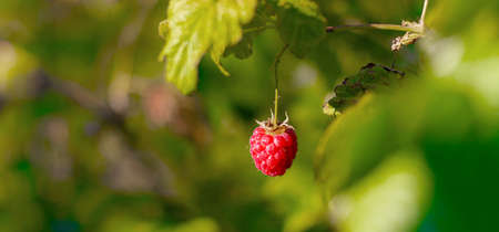 A raspberry berry hangs on a branch. Summer red berries. Sweet berry. Article about the raspberry...