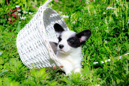 A Corgi puppy is sitting in a wicker basket on the grass. Puppy in the basket. The concept of a cute dog for printed products. Baby Corgi. Black and white color. Beautiful little dog. A pet. pet in the basketの写真素材