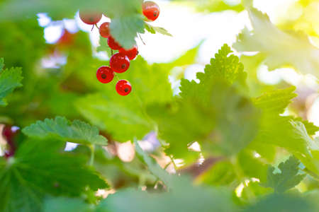 A branch of red currant. Red berry. Harvest. Summer red berries. Without preservatives. A currant branch hangs over the greenery. Copy spaceの写真素材