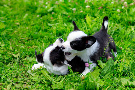 Corgi puppies play on the grass. Puppies on the grass. The game animals. Pets. Dog walking. Black and white colorの写真素材