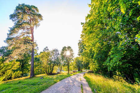 Green alley of the Park. City park. Tall green trees. Nature.の写真素材