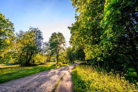 Green alley of the Park. City park. Tall green trees. Nature.の写真素材
